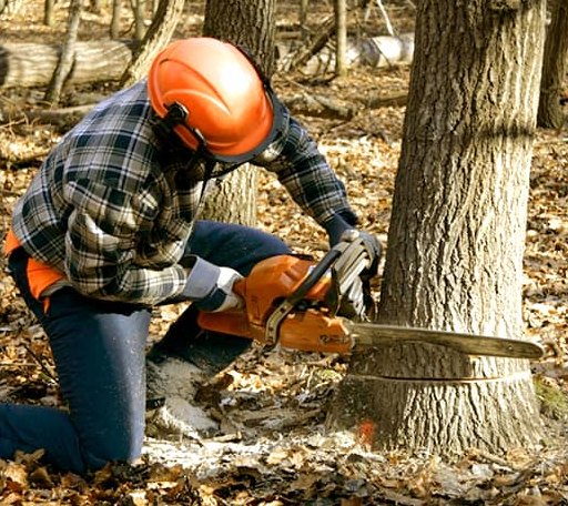 Tree Removal in Lane, KS